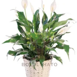 Peace Lily in Virginia