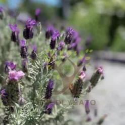 Lavender in Virginia