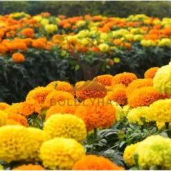 Marigold in Virginia